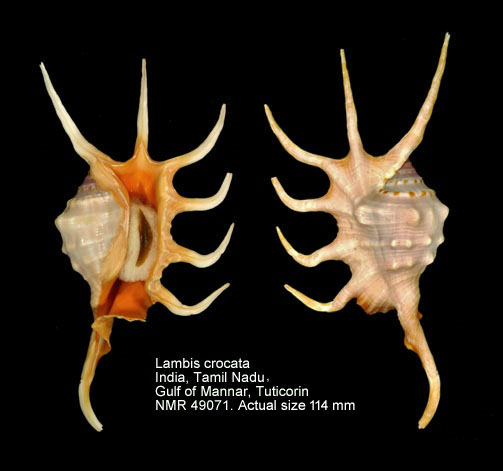 Lambis crocata (4).jpg - Lambis crocata (Link,1807)